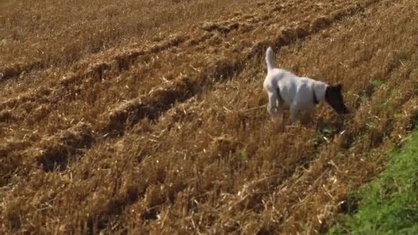 White Dog Leaps Mown Field — Stock Video