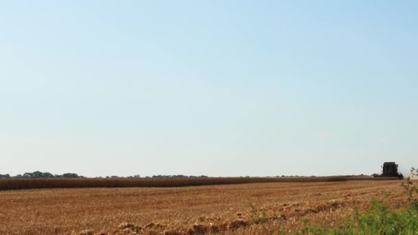 Ein Mähdrescher Ist Unterwegs Ein Weizenfeld Ernten — Stockvideo