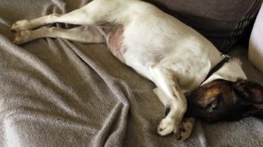 Beyaz köpek burnunun üzerinde pençesiyle uyur.