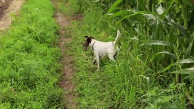 Beyaz bir köpek yolun aşağısında mısır tarlası boyunca koşar.