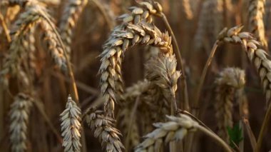 Yavaş çekimde sarı buğday dikenleri.
