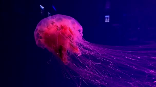大きなピンク色のクラゲがゆっくりと水に浮かぶ — ストック動画
