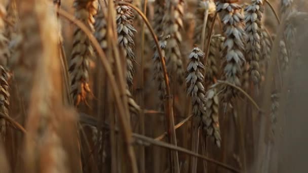 小麦小穗的慢动作镜头 — 图库视频影像
