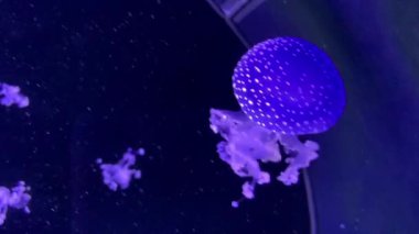 Küçük mavi renkli bir denizanası.