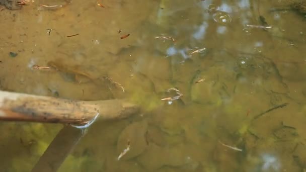 Ein Waldtier Schwimmt Wasser — Stockvideo