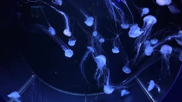 Medusas Cor Azul Flutuam Água — Vídeo de Stock
