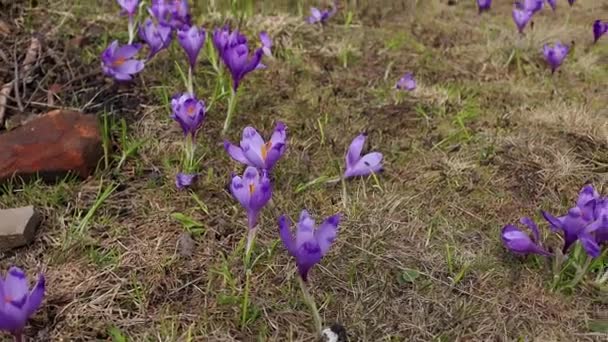 Crocus Violets Sommet Montagne — Video