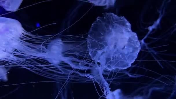 Сині Прозорі Медузи Рухаються Повільно — стокове відео