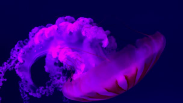 Jasnoróżowa Meduza Neonowym Świetle — Wideo stockowe