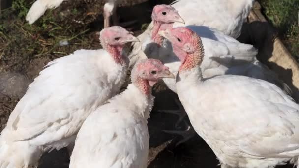 Domestic Turkeys Fence Sitting Birds — Stock Video