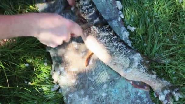 Muž Používá Nůž Odstranění Šupin Ryby — Stock video