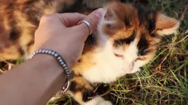 Benekli bir kediyi tırmalayan bir kız