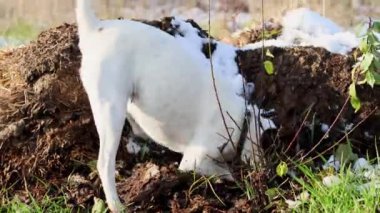 Beyaz köpek aktif olarak toprağı kazıyor.