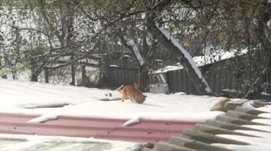 Kitty karla kaplı bir çatıda yürüyor, karla oynuyor.
