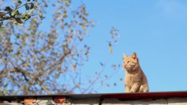 Küçük kızıl bir kedi çatıda oturur ve yüzünü çevirir.