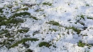 Çimenler karların arasından kırılıyor, ilk kar.