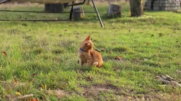 Red Cat Brushing His Fur — Stock Video