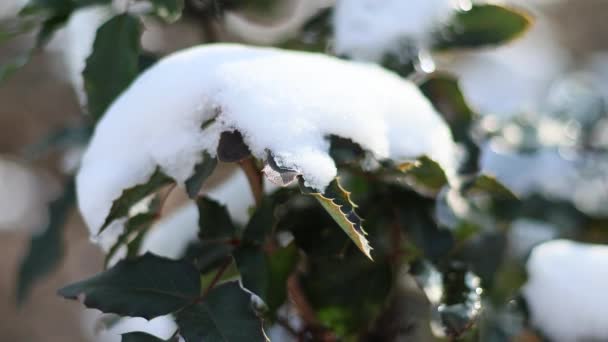 Nieve Arbusto Verde Día Soleado — Vídeos de Stock