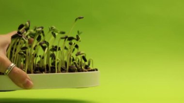 Kız tencereye mikroçerez koyuyor. 