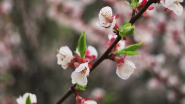 Çiçek açan ağaç, çiçek açan ağacın videosu.