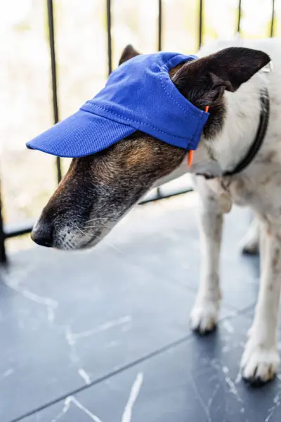 Tapanın üzerinde mor evcil hayvan şapkası