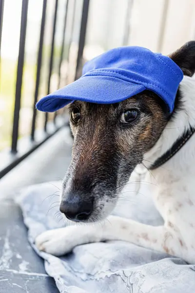 Mavi şapkalı köpek kameraya bakıyor, reklam için dikey fotoğraf.,