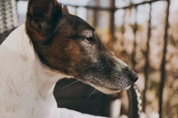 Kahverengi yüzlü beyaz bir köpek.