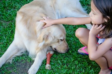 Golden retriever, Büyük Britanya kökenli bir av köpeği türüdür ve su kuşu avlamak için geliştirilmiştir..