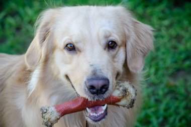 Golden retriever, Büyük Britanya kökenli bir av köpeği türüdür ve su kuşu avlamak için geliştirilmiştir..