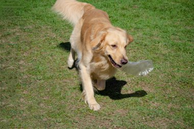 Golden retriever, Büyük Britanya kökenli bir av köpeği türüdür ve su kuşu avlamak için geliştirilmiştir..