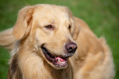 Golden retriever, Büyük Britanya kökenli bir av köpeği türüdür ve su kuşu avlamak için geliştirilmiştir..