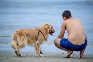 Golden retriever, Büyük Britanya kökenli bir av köpeği türüdür ve su kuşu avlamak için geliştirilmiştir..