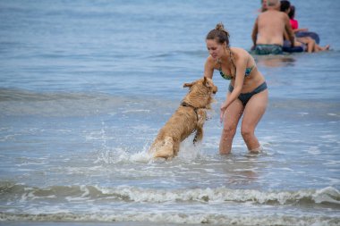 Golden retriever, Büyük Britanya kökenli bir av köpeği türüdür ve su kuşu avlamak için geliştirilmiştir..