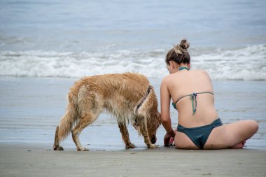 Golden retriever, Büyük Britanya kökenli bir av köpeği türüdür ve su kuşu avlamak için geliştirilmiştir..