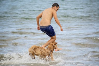 Golden retriever, Büyük Britanya kökenli bir av köpeği türüdür ve su kuşu avlamak için geliştirilmiştir..