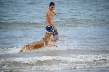 Golden retriever, Büyük Britanya kökenli bir av köpeği türüdür ve su kuşu avlamak için geliştirilmiştir..