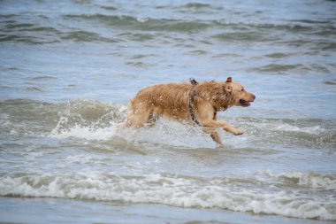 Golden retriever, Büyük Britanya kökenli bir av köpeği türüdür ve su kuşu avlamak için geliştirilmiştir..