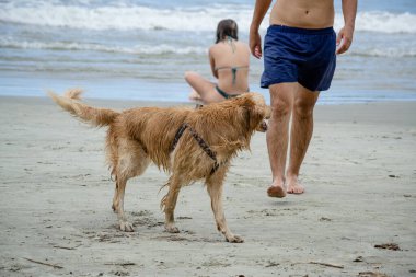 Golden retriever, Büyük Britanya kökenli bir av köpeği türüdür ve su kuşu avlamak için geliştirilmiştir..