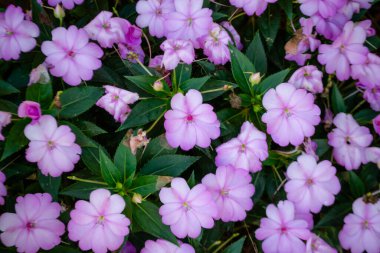 İlaçlar ve baharatlar için güzel yeşil yapraklar..