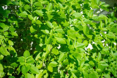 İlaçlar ve baharatlar için güzel yeşil yapraklar..