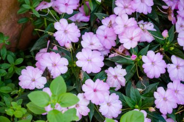 İlaçlar ve baharatlar için güzel yeşil yapraklar..