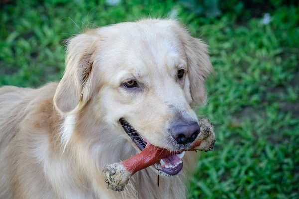 Golden retriever, Büyük Britanya kökenli bir av köpeği türüdür ve su kuşu avlamak için geliştirilmiştir..