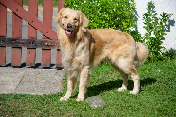 Golden retriever, Büyük Britanya kökenli bir av köpeği türüdür ve su kuşu avlamak için geliştirilmiştir..