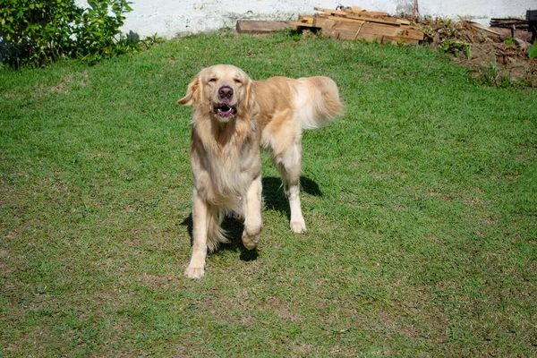 在海滩上 金毛猎犬是原产于英国的一种猎犬 是为捕猎水鸟而发展起来的 — 图库照片