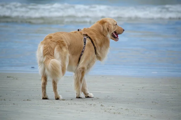 stock image On the beach golden retriever is a retriever type dog breed that originated in Great Britain, and was developed for hunting waterfowl.