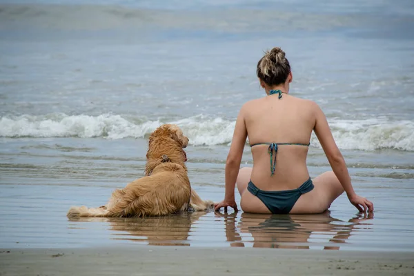 Golden retriever, Büyük Britanya kökenli bir av köpeği türüdür ve su kuşu avlamak için geliştirilmiştir..