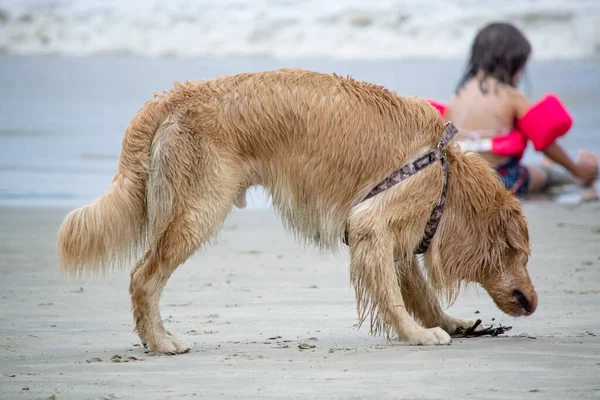 Beach Golden Retriever Retriever Type Dog Breed Originated Great Britain — Stock Photo, Image