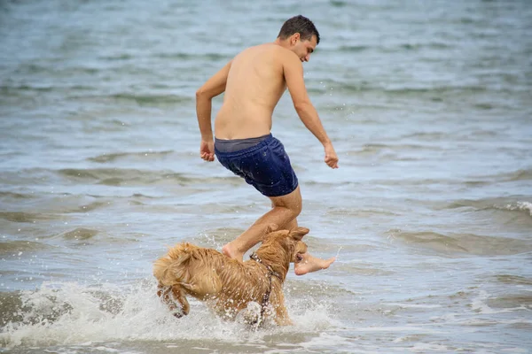 stock image On the beach golden retriever is a retriever type dog breed that originated in Great Britain, and was developed for hunting waterfowl.