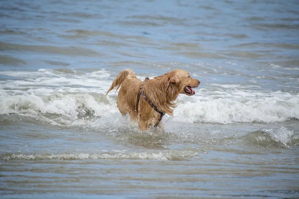 Golden Retriever Büyük Britanya Kökenli Bir Köpeği Türüdür Kuşu Avlamak — Stok fotoğraf