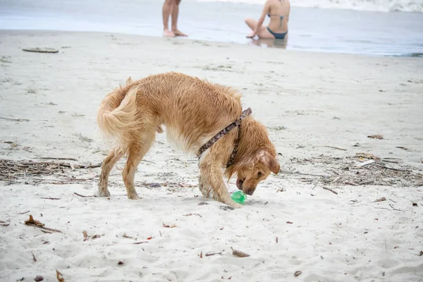 Praia Golden Retriever Uma Raça Cão Tipo Retriever Que Originou — Fotografia de Stock